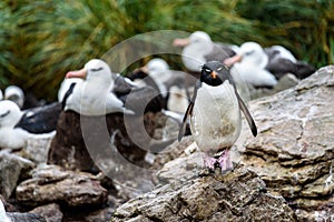 Rockhopper Penguin and Black-Browed AlbatrossÃ¢â¬â¢ colony in the rain and mud